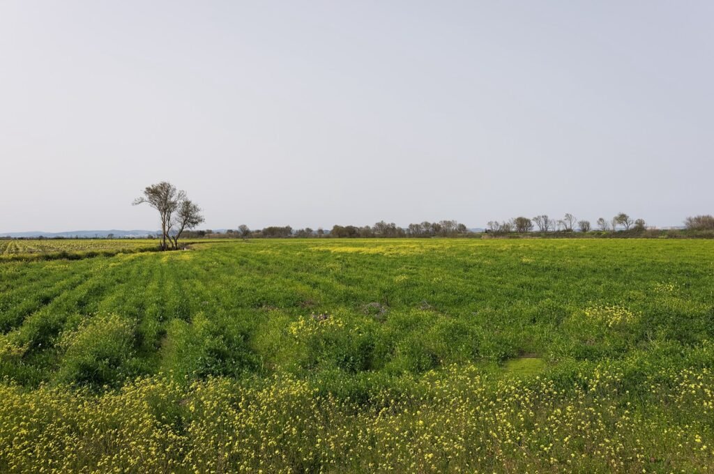 Wide flat green fields under a large sky.