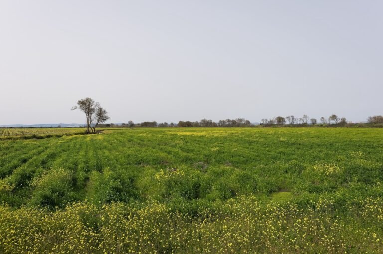 Wide flat green fields under a large sky.